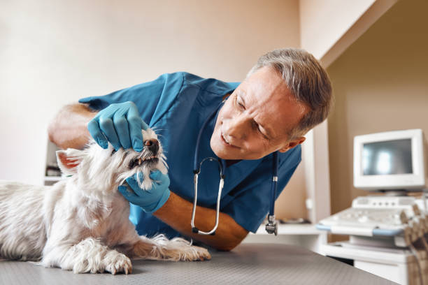 Best Emergency Broken Tooth Repair in Bruce, MS